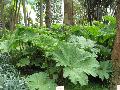 Giant Rhubarb / Gunnera manicata 